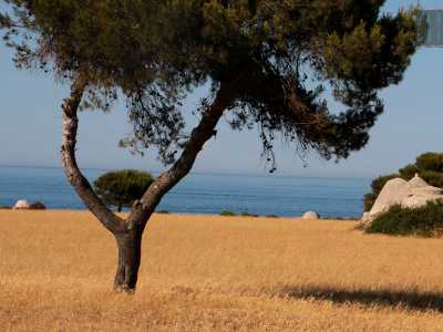 ...e poi con una distesa di grano interrotta da pini dai tronchi curvilinei